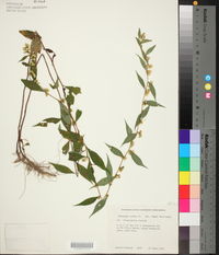 Solidago caesia var. zedia image