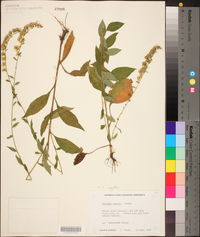 Solidago arguta var. boottii image