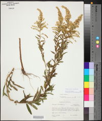 Solidago altissima subsp. altissima image