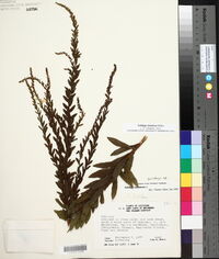 Solidago fistulosa image