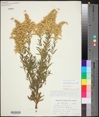 Solidago altissima subsp. altissima image