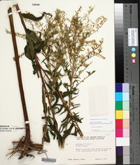 Solidago altissima subsp. altissima image