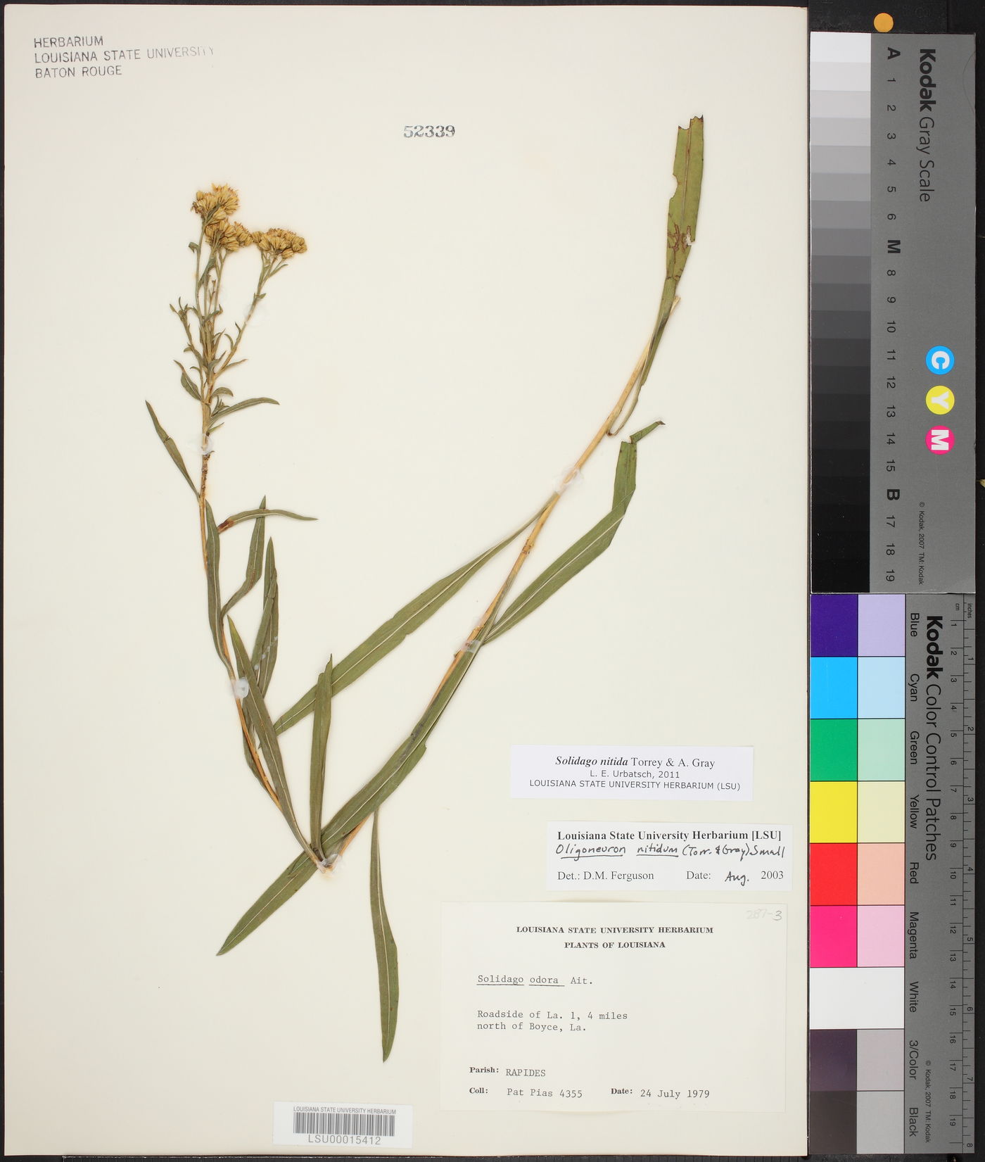 Solidago nitida image