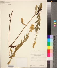 Solidago petiolaris image