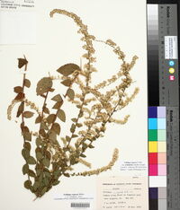Solidago rugosa var. celtidifolia image