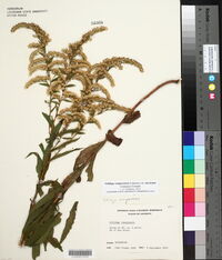 Solidago sempervirens var. mexicana image