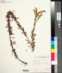 Solidago tortifolia image
