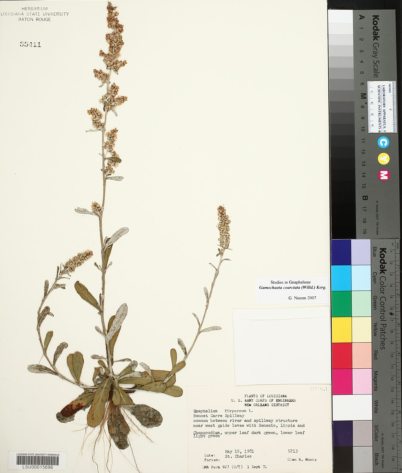 Gamochaeta coarctata image