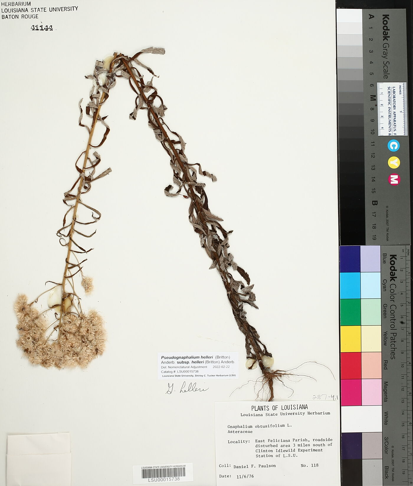 Pseudognaphalium helleri image