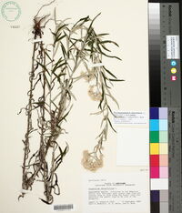 Pseudognaphalium obtusifolium subsp. obtusifolium image