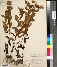 Pluchea foetida image