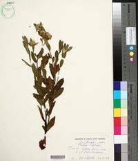 Pluchea foetida image