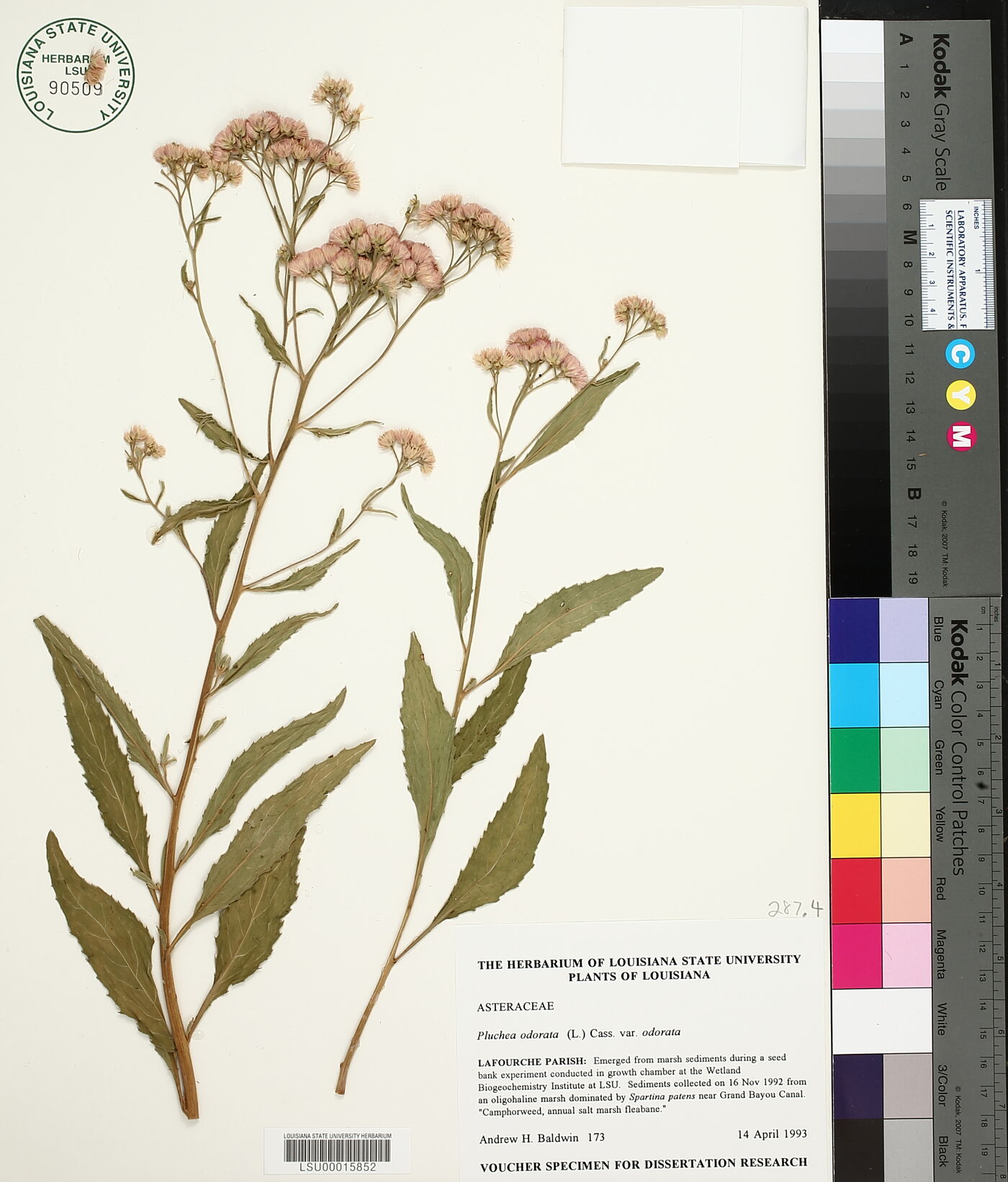 Pluchea odorata var. odorata image