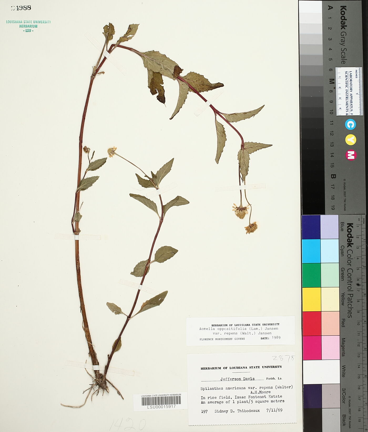 Acmella oppositifolia var. repens image