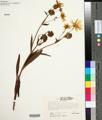 Bidens laevis image