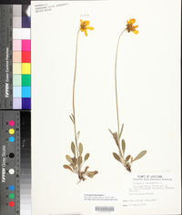 Coreopsis lanceolata image