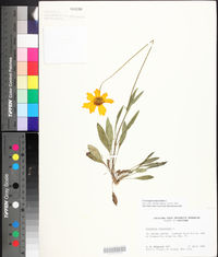 Coreopsis lanceolata image