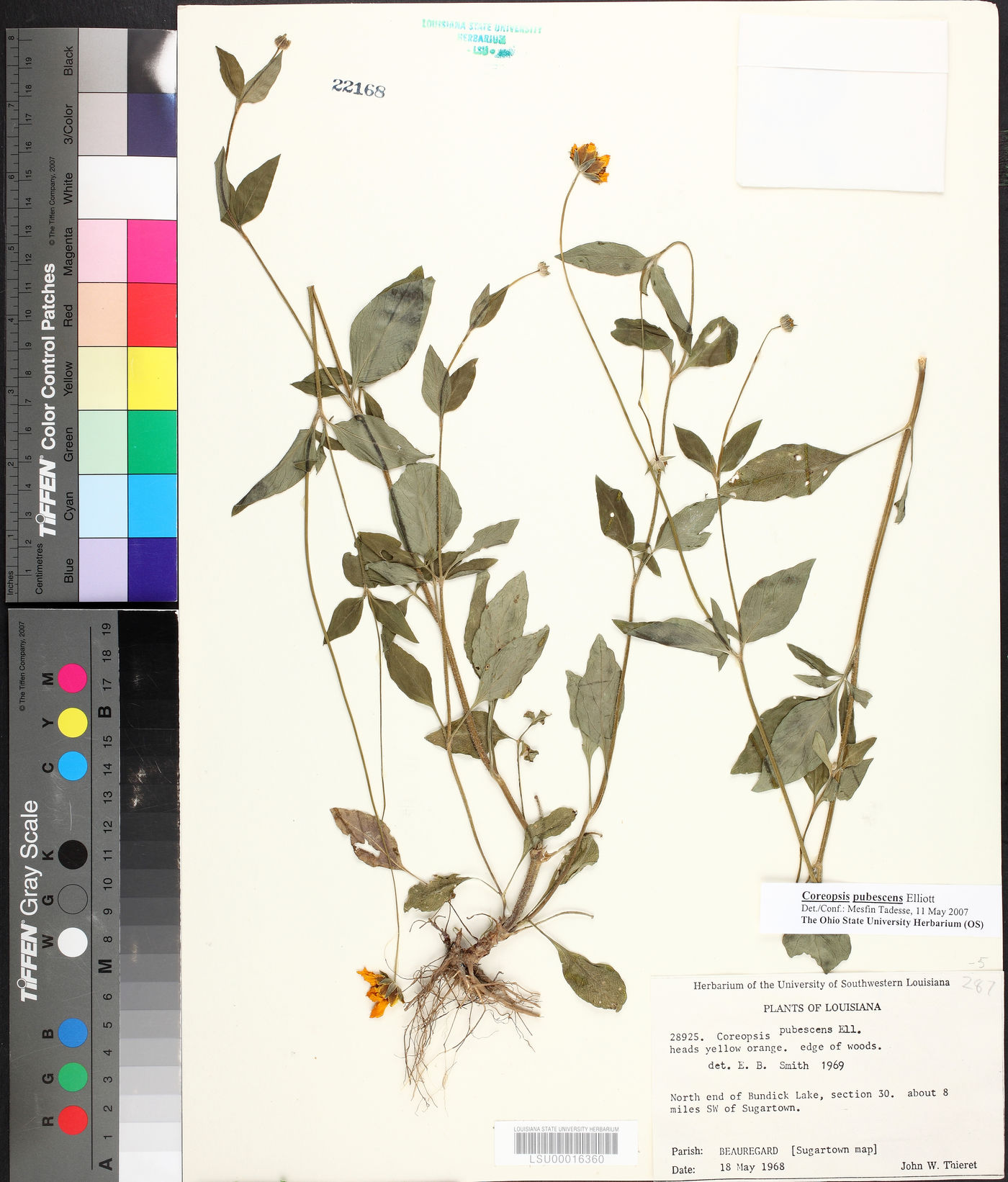 Coreopsis pubescens var. pubescens image