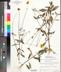 Coreopsis pubescens var. robusta image