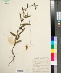 Gaillardia aestivalis image
