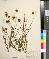 Gaillardia aestivalis image