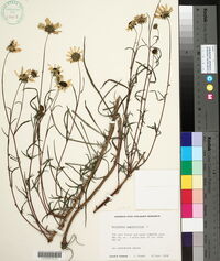 Helianthus angustifolius image