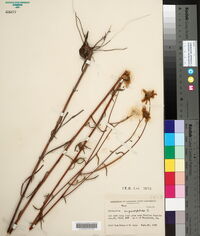 Helianthus angustifolius image