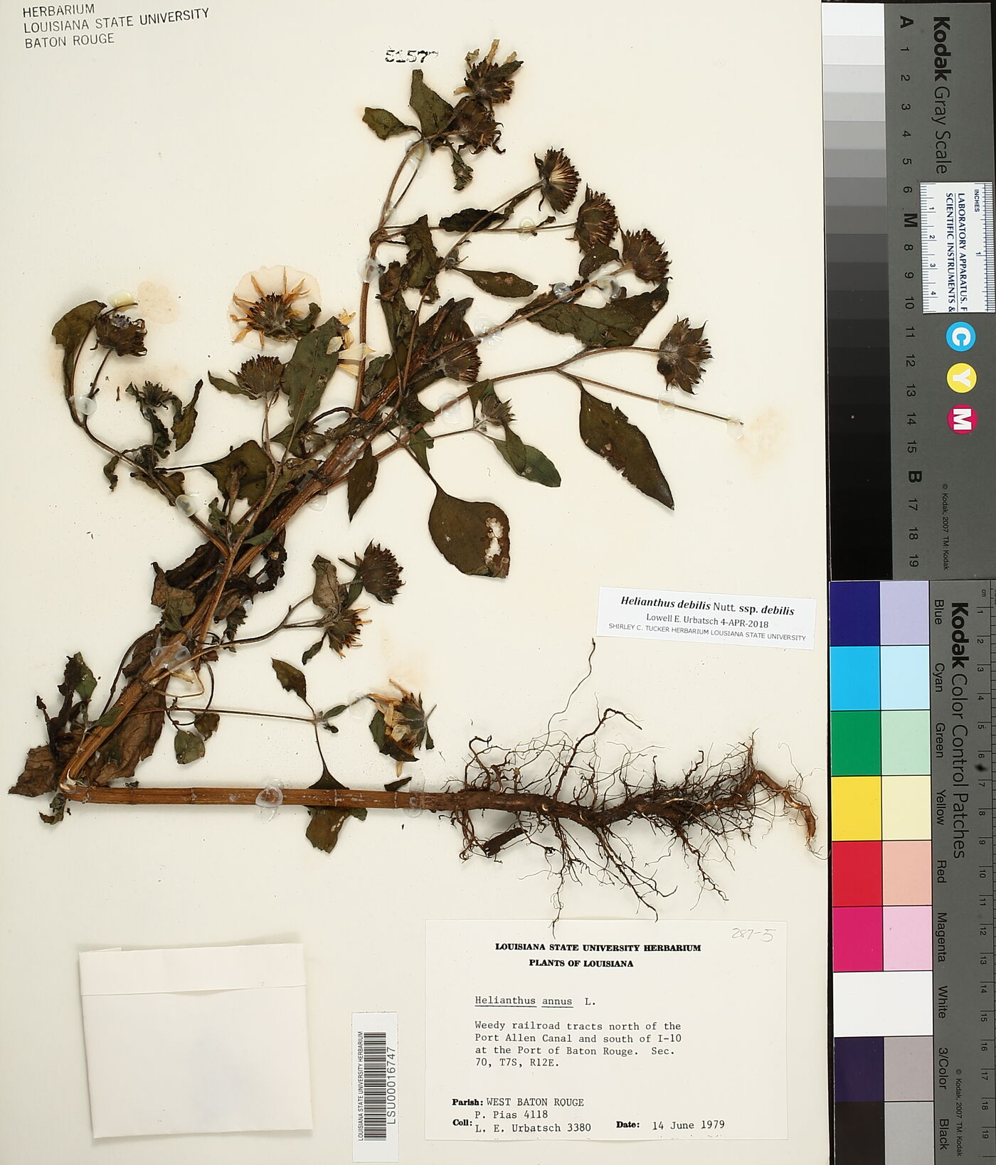 Helianthus debilis image