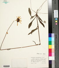 Helianthus heterophyllus image