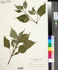 Iva annua image