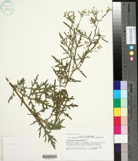 Parthenium hysterophorus image