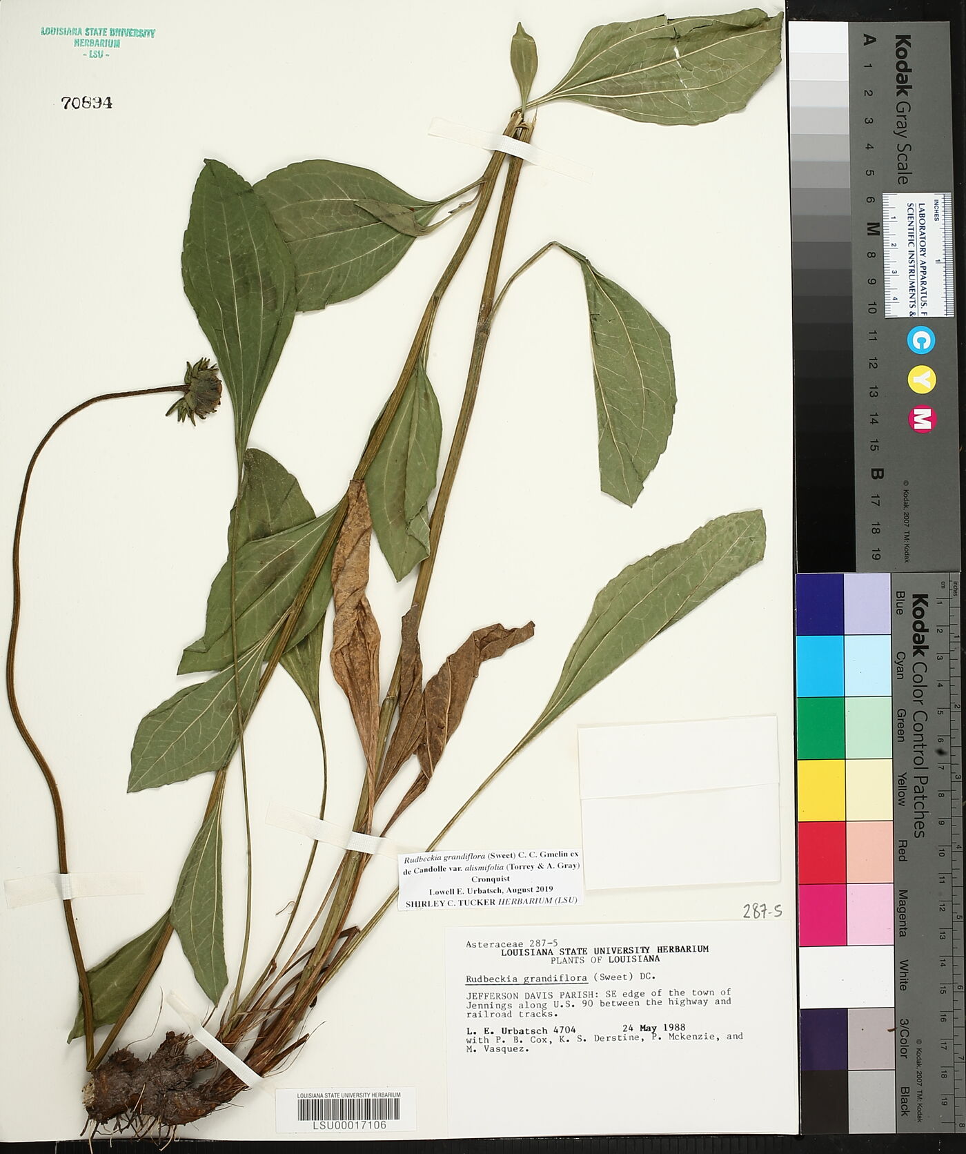 Rudbeckia grandiflora image