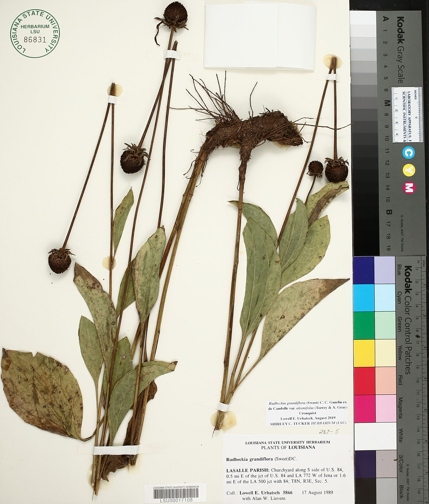 Rudbeckia grandiflora image