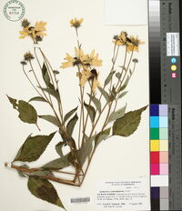 Rudbeckia subtomentosa image