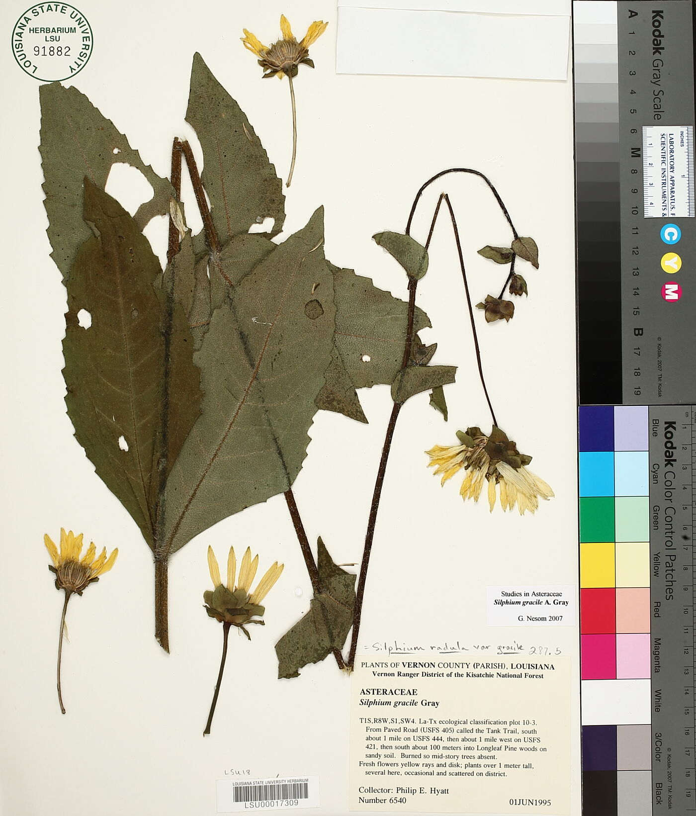 Silphium gracile image