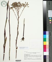 Arnoglossum ovatum image