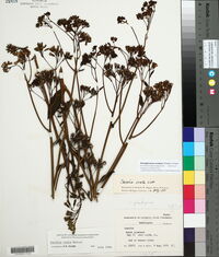 Arnoglossum ovatum image