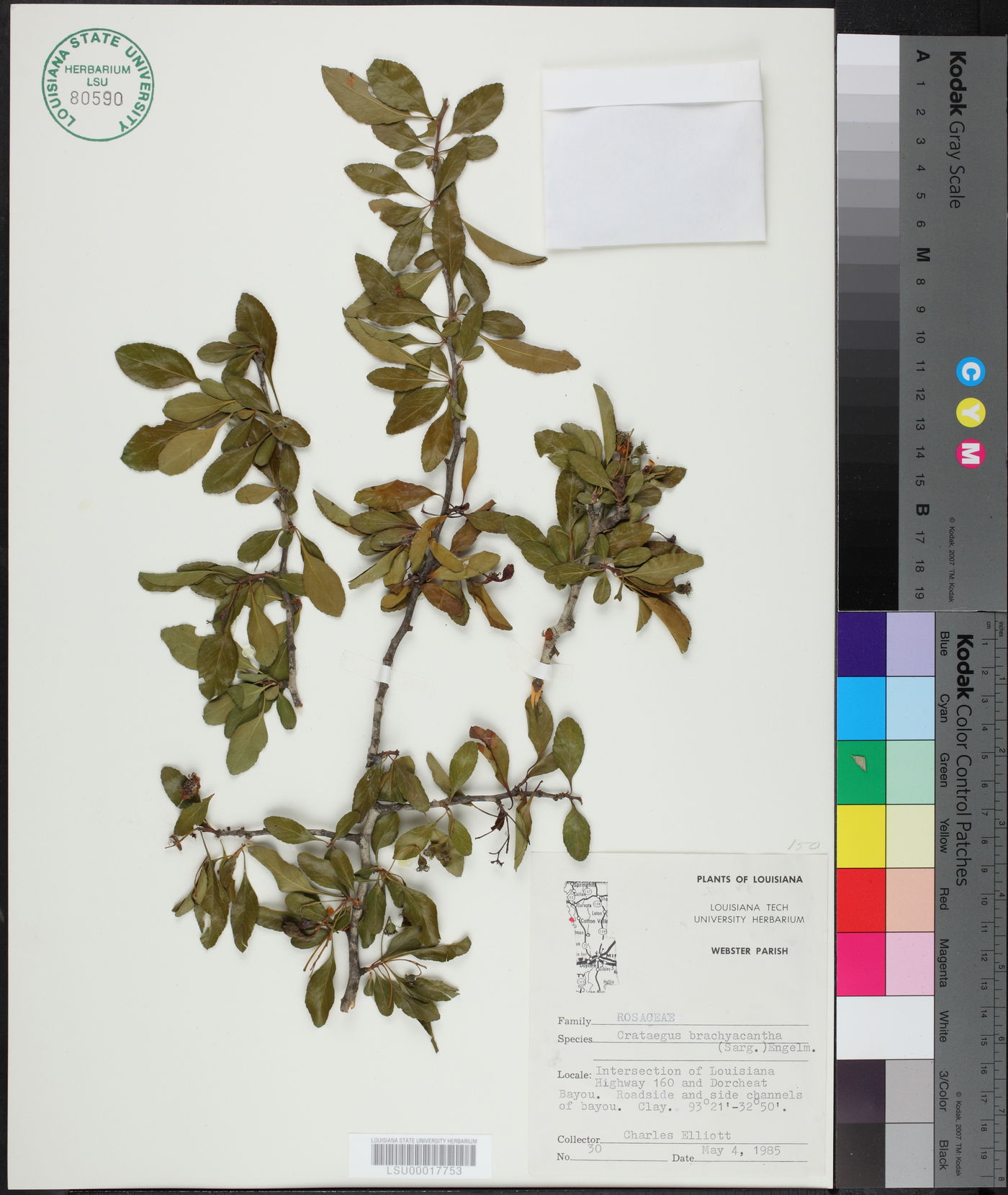 Crataegus brachyacantha image