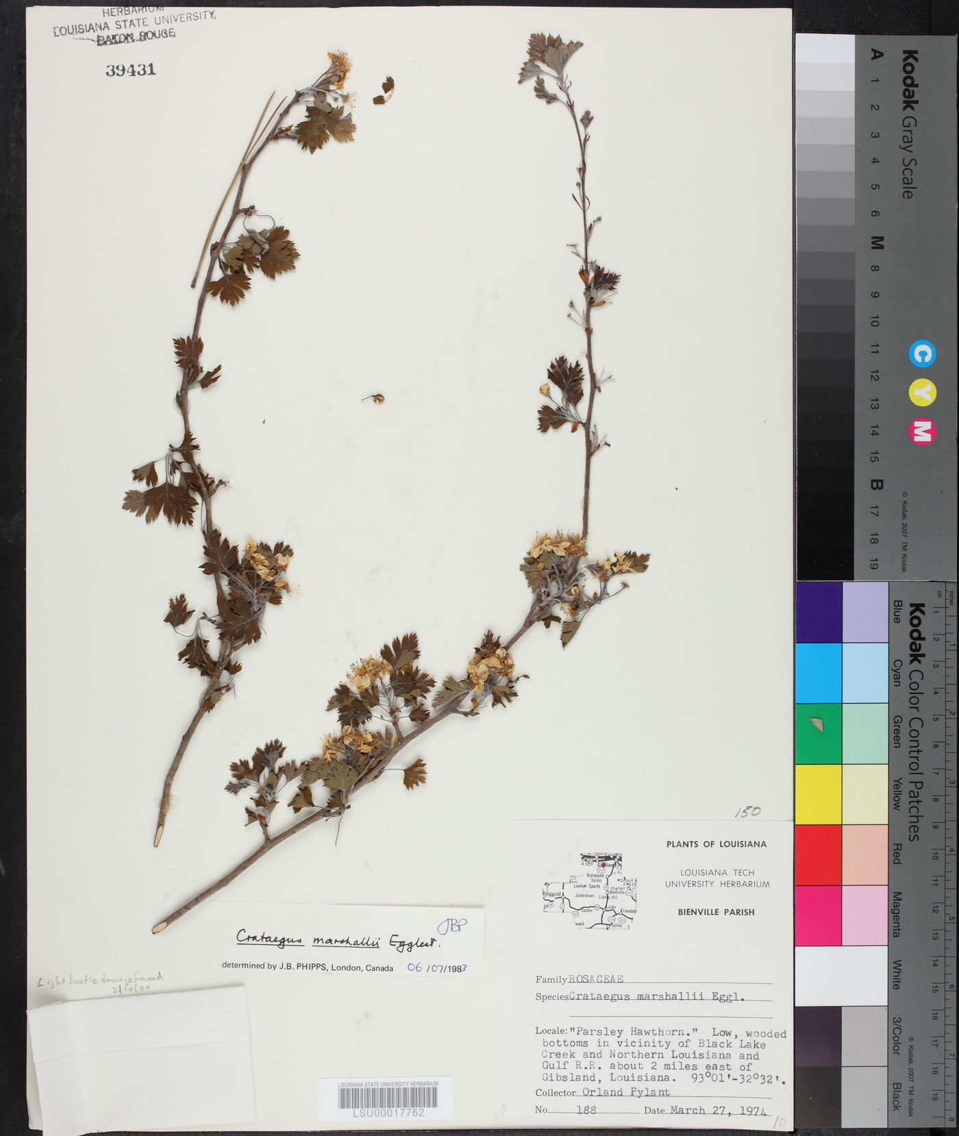 Crataegus marshallii image