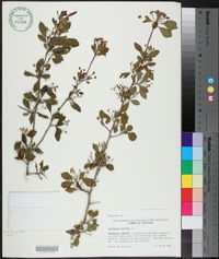 Crataegus viridis image