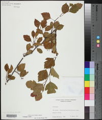 Crataegus viridis image