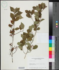 Crataegus viridis image