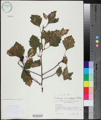 Crataegus viridis image