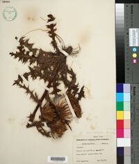 Cirsium horridulum image