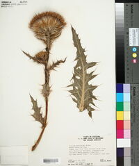 Cirsium horridulum image