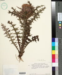 Cirsium horridulum image