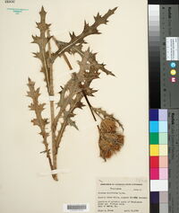 Cirsium horridulum image