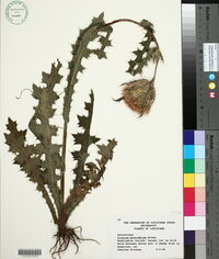 Cirsium horridulum image