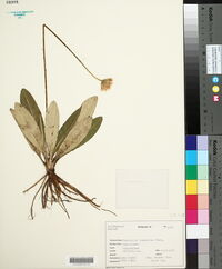 Chaptalia tomentosa image