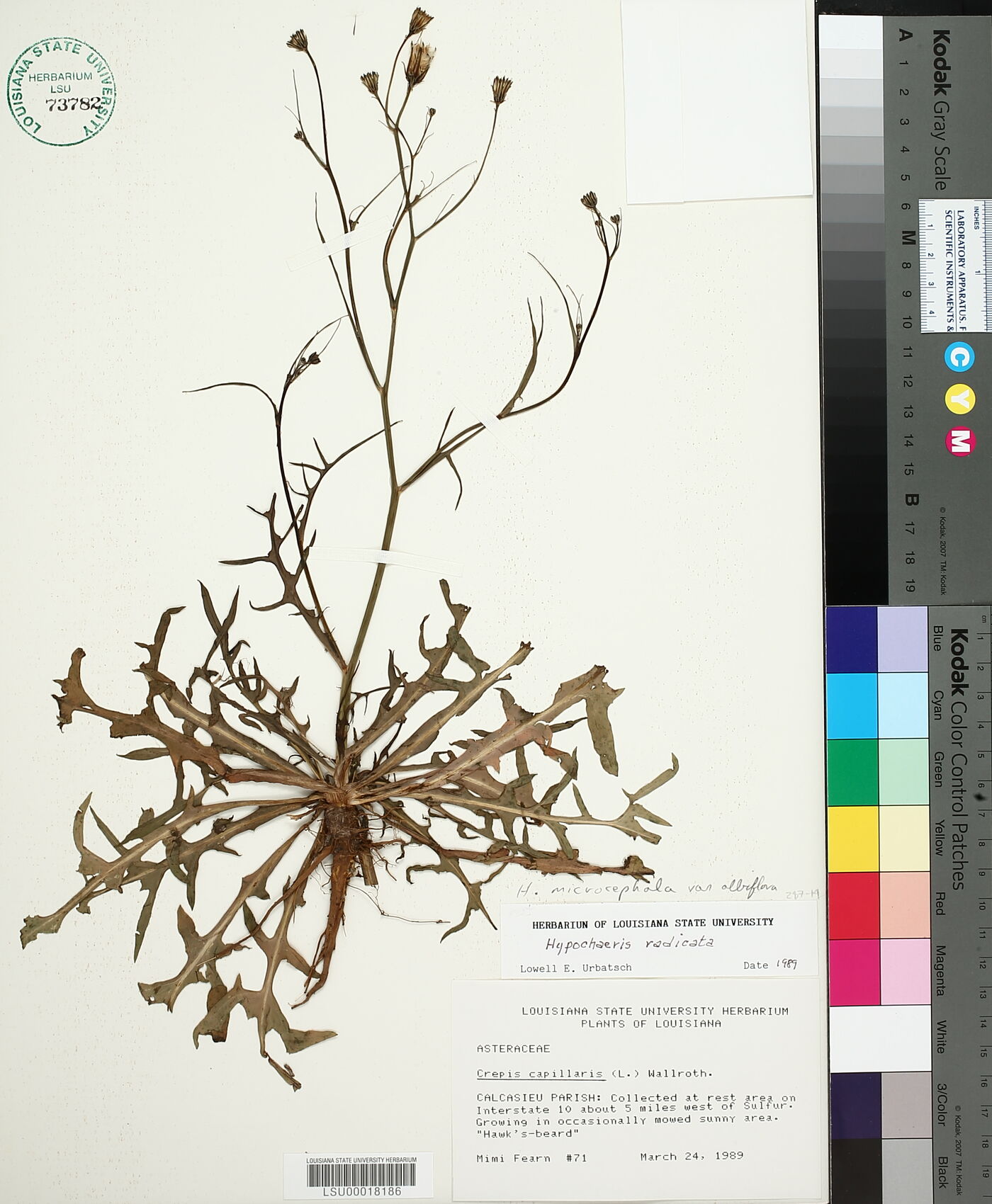 Hypochaeris microcephala image